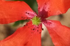 Papaver dubium dubium_Merce Vallicrosa CC BY-NC