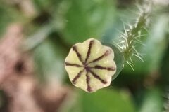 Papaver dubium dubium_Merce Vallicrosa CC BY-NC