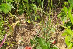 Papaver dubium dubium_Merce Vallicrosa CC BY-NC