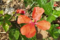 Papaver dubium dubium_Merce Vallicrosa CC BY-NC