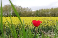 Papaver rhoeas_Alexandra Perendones