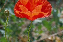 Papaver rhoeas_Carlos Miranda