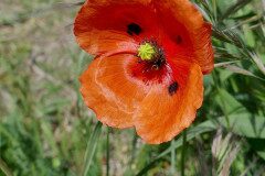 Papaver rhoeas_Carlos Miranda
