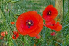 Papaver rhoeas_Dolors Marsol