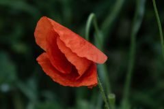 Papaver rhoeas_Gloria Busquets
