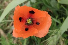 Papaver rhoeas_Isabel Gallen