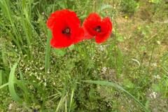 Papaver rhoeas_Jordi Bassi