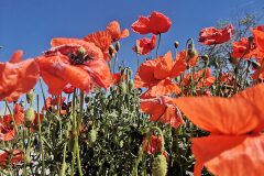 Papaver rhoeas_Katarzyna Myszak