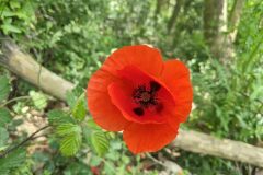 Papaver rhoeas_Katarzyna Zarnowiec CC BY-SA