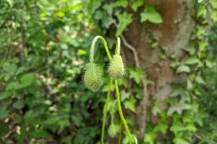 Papaver rhoeas_Katarzyna Zarnowiec CC BY-SA