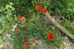 Papaver rhoeas_Katarzyna Zarnowiec CC BY-SA