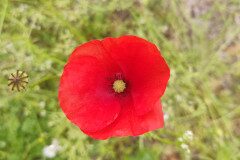 Papaver rhoeas_Mariona Alonso