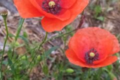 Papaver rhoeas_Merce Vallicrosa CC BY-NC