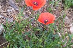 Papaver rhoeas_Merce Vallicrosa CC BY-NC