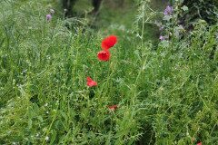 Papaver rhoeas_Patricia Montes