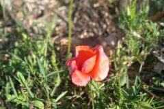 Papaver rhoeas_Sara Dolz