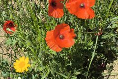 Papaver rhoeas_Sonia Pallares