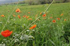 Papaver rhoeas_Susana Tonera