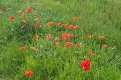 Papaver rhoeas_Susana Tonera