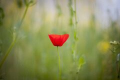 Papaver rhoeas_Tania Alonso