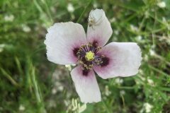 Papaver somniferum setigerum_Katarzyna Zarnowiec CC BY-SA