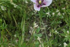 Papaver somniferum setigerum_Katarzyna Zarnowiec CC BY-SA