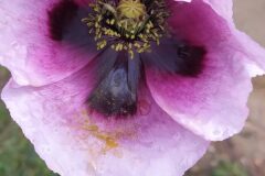 Papaver somniferum setigerum_Merce Vallicrosa CC BY-NC