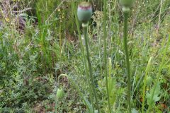 Papaver somniferum setigerum_Merce Vallicrosa CC BY-NC