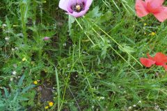 Papaver somniferum setigerum_Merce Vallicrosa CC BY-NC