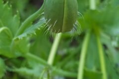 Papaver somniferum setigerum_Merce Vallicrosa CC BY-NC