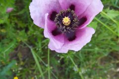 Papaver somniferum setigerum_Merce Vallicrosa CC BY-NC