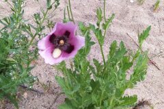 Papaver somniferum setigerum_Merce Vallicrosa CC BY-NC