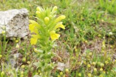 Parentucellia latifolia_Alexandra Perandones