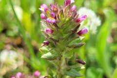 Parentucellia latifolia_Jordi Bassols CC BY-NC SA