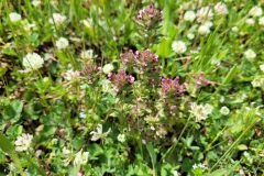 Parentucellia latifolia_Jordi Bassols CC BY-NC SA