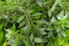 Parietaria judaica_Merce Vallicrosa CC BY-NC