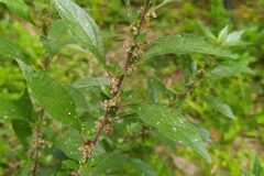 Parietaria judaica_Merce Vallicrosa CC BY-NC