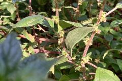 Parietaria judaica_Neus Julia 