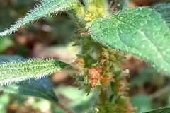 Parietaria judaica_Neus Julia