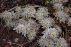 Paronychia argentea_Joanjo Garcia CC BY-NC