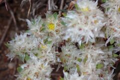 Paronychia argentea_Joanjo Garcia CC BY-NC