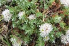 Paronychia argentea_Jordi Puyuelo