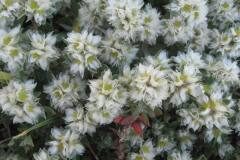 Paronychia argentea_Jordi Puyuelo