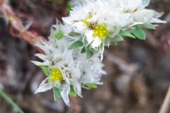 Paronychia argentea_Merce Vallicrosa CC BY-NC