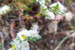 Paronychia argentea_Merce Vallicrosa CC BY-NC