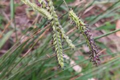Paspalum dilatatum_Merce Vallicrosa CC BY-NC