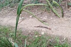 Paspalum dilatatum_Merce Vallicrosa CC BY-NC