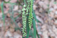 Paspalum dilatatum_Merce Vallicrosa CC BY-NC