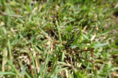 Paspalum distichum_Josep Llovera CC BY-NC