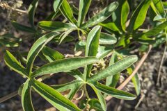 Passiflora caerulea_Katarzyna Zarnowiec CC BY-SA